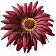 Г0223П Цветок ритуальный хризантема (по 50)