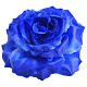 Г0441 Крупная роза "Красота" атлас d=19 см (по 20 )