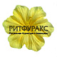 Г0147 Клематис Тако (цветок ритуальный) 10см (100) Г0147 Клематис Тако (цветок ритуальный) 10см (100)