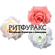 Г1172 Роза высокая рифлен.неткан 6сл 12см Г1172 Роза высокая рифлен.неткан 6сл 12см
